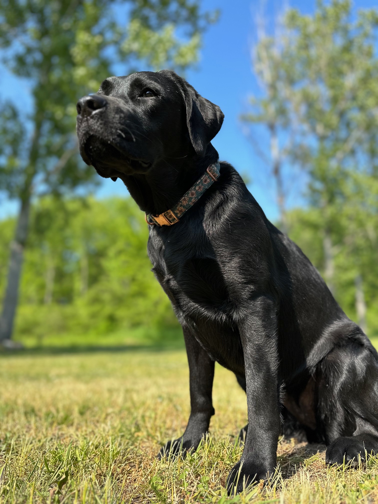 Black Labrador Retriever