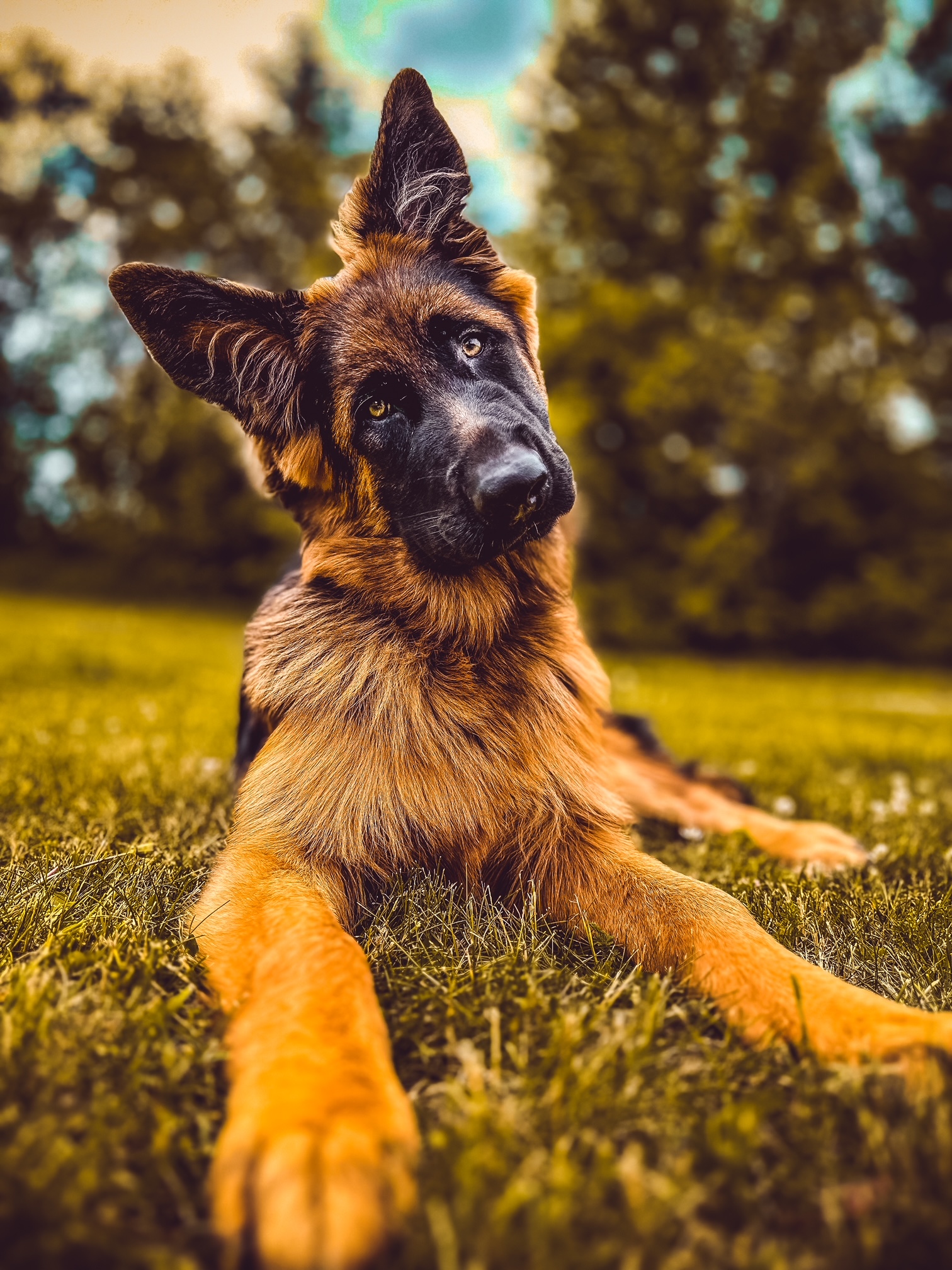 German Shepherd