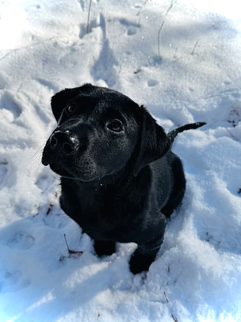 Black Lab